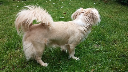 Nala (Cavalier King Charles Spaniel, Zwergspitz) Cavalier King Charles Spaniel Zwergspitz 